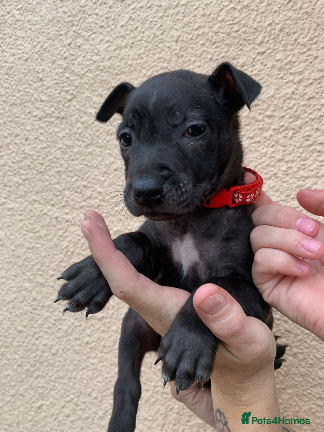 Mixed Breed dogs for sale: 12 beautiful baby's  - Image 10