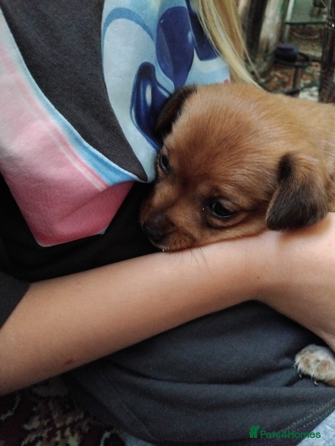 Mixed Breed dogs for sale: Lovely little jackapom puppies  - Image 13