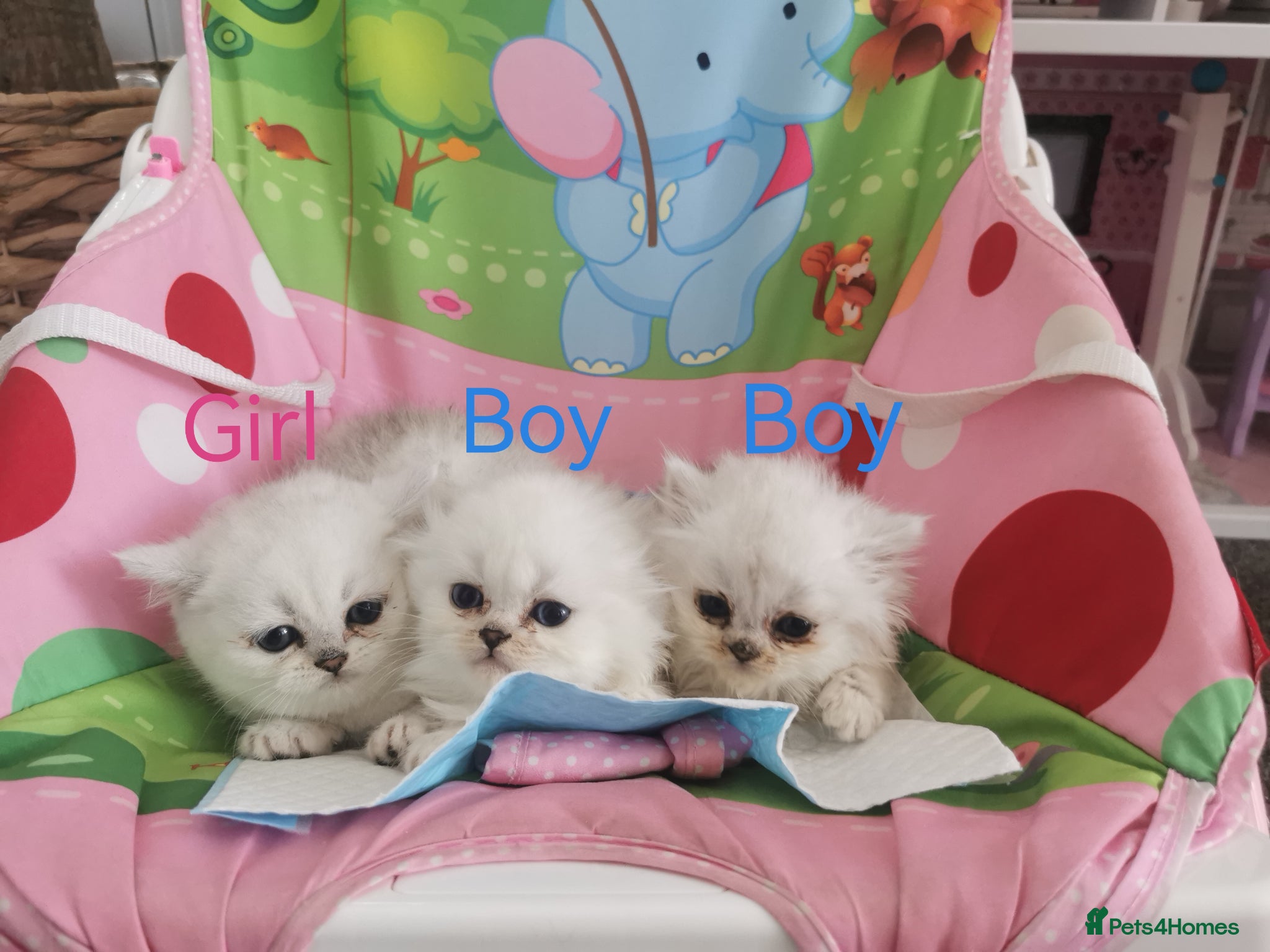 Scottish Fold cats Scottish Fold/Straight Kittens - Advert 9