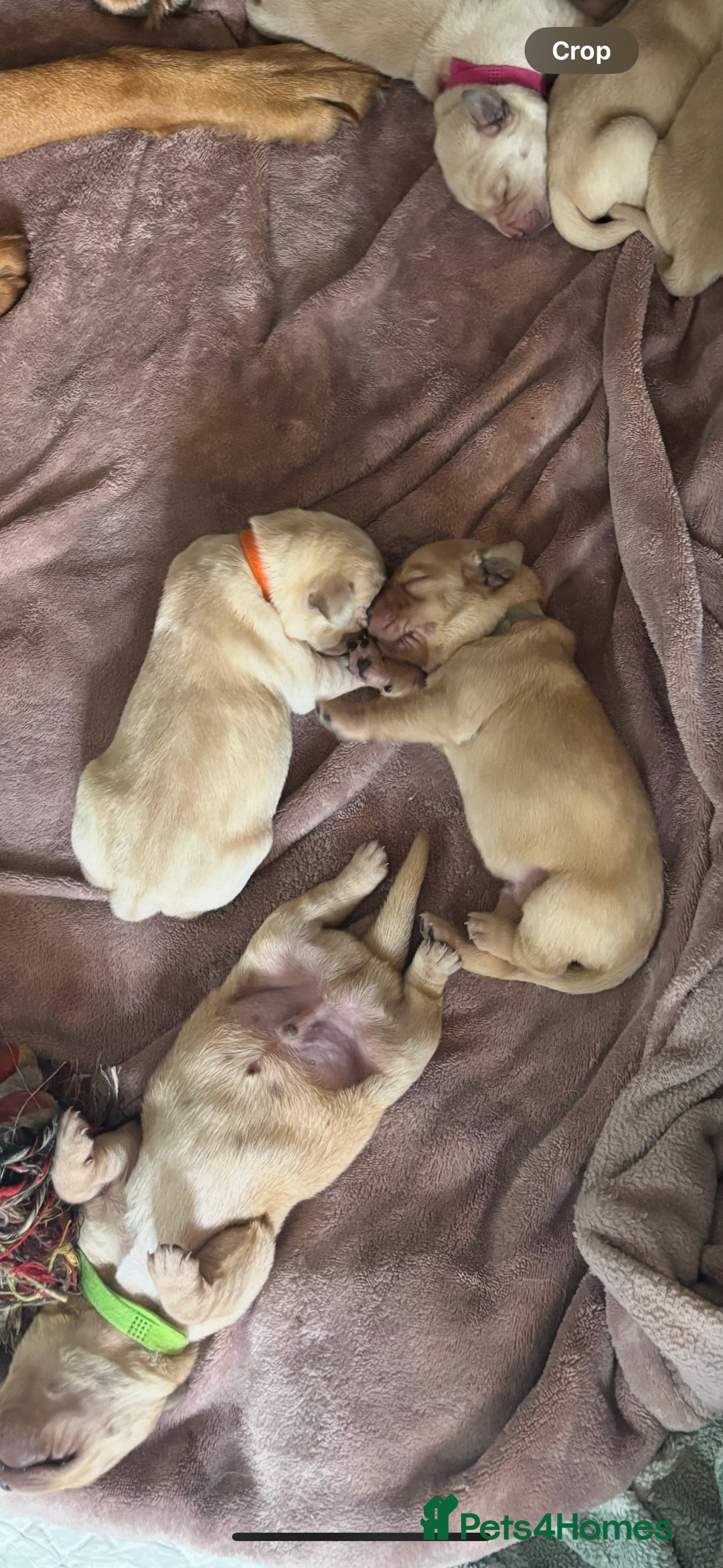 Goldador dogs for sale: Goldador - Image 19