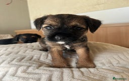 Border Terrier dogs for sale: Border Terrier Puppies - Ready now 🐾  - Image 29