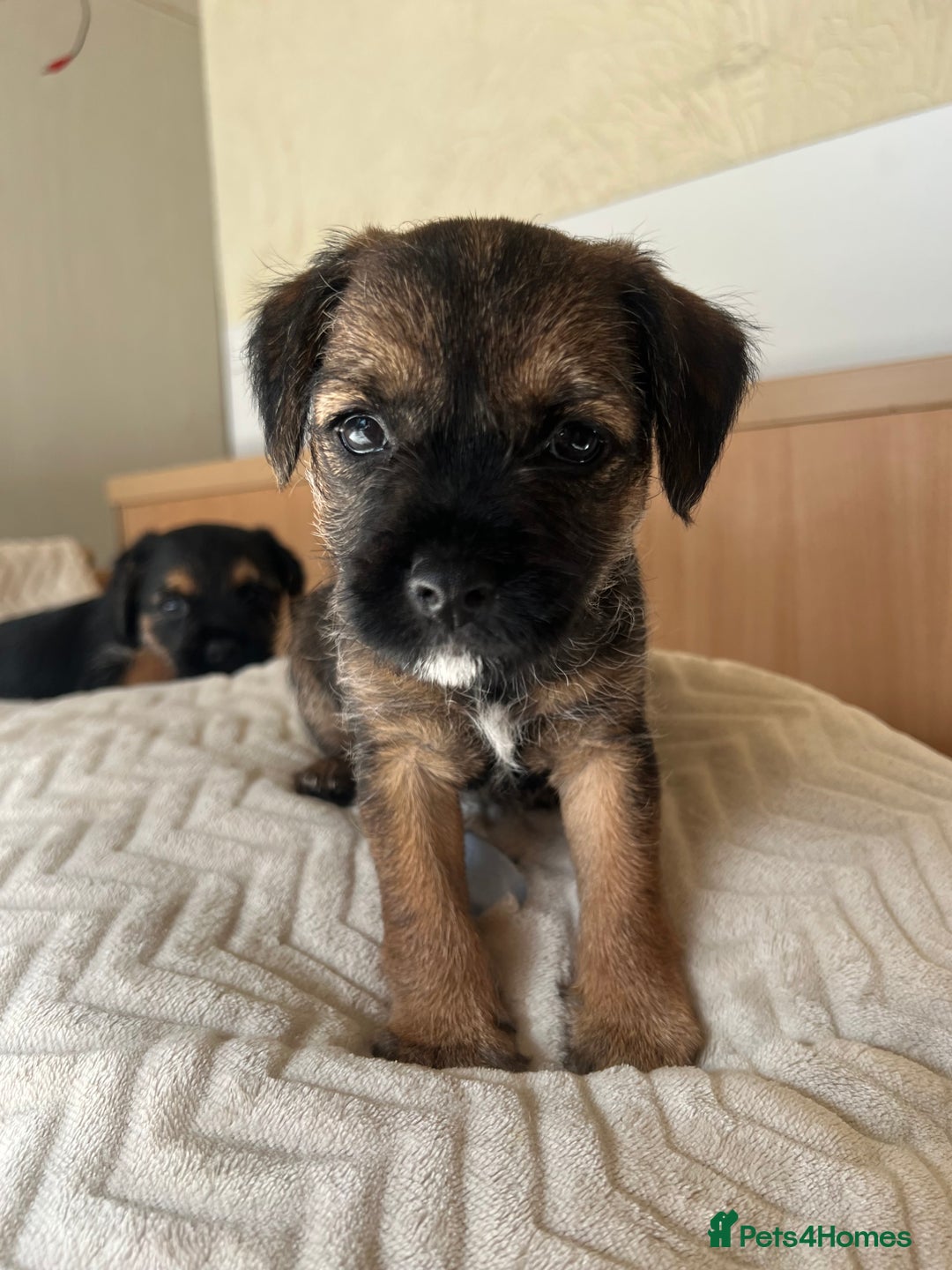 Border Terrier dogs for sale: Border Terrier Puppies - Ready now 🐾  - Image 29