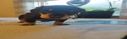 Miniature Dachshund dogs for sale: MINIATURE DACHSHUND! - Advert 10