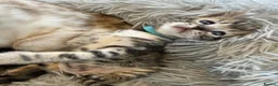 Bengal cats for sale: Half Bengal kittens - Advert 6