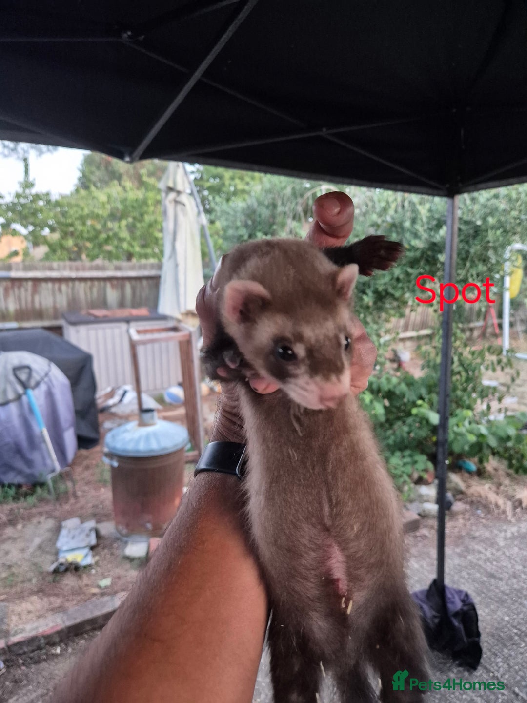Ferret rodents for sale: Ferret kits for sale  - Image 4