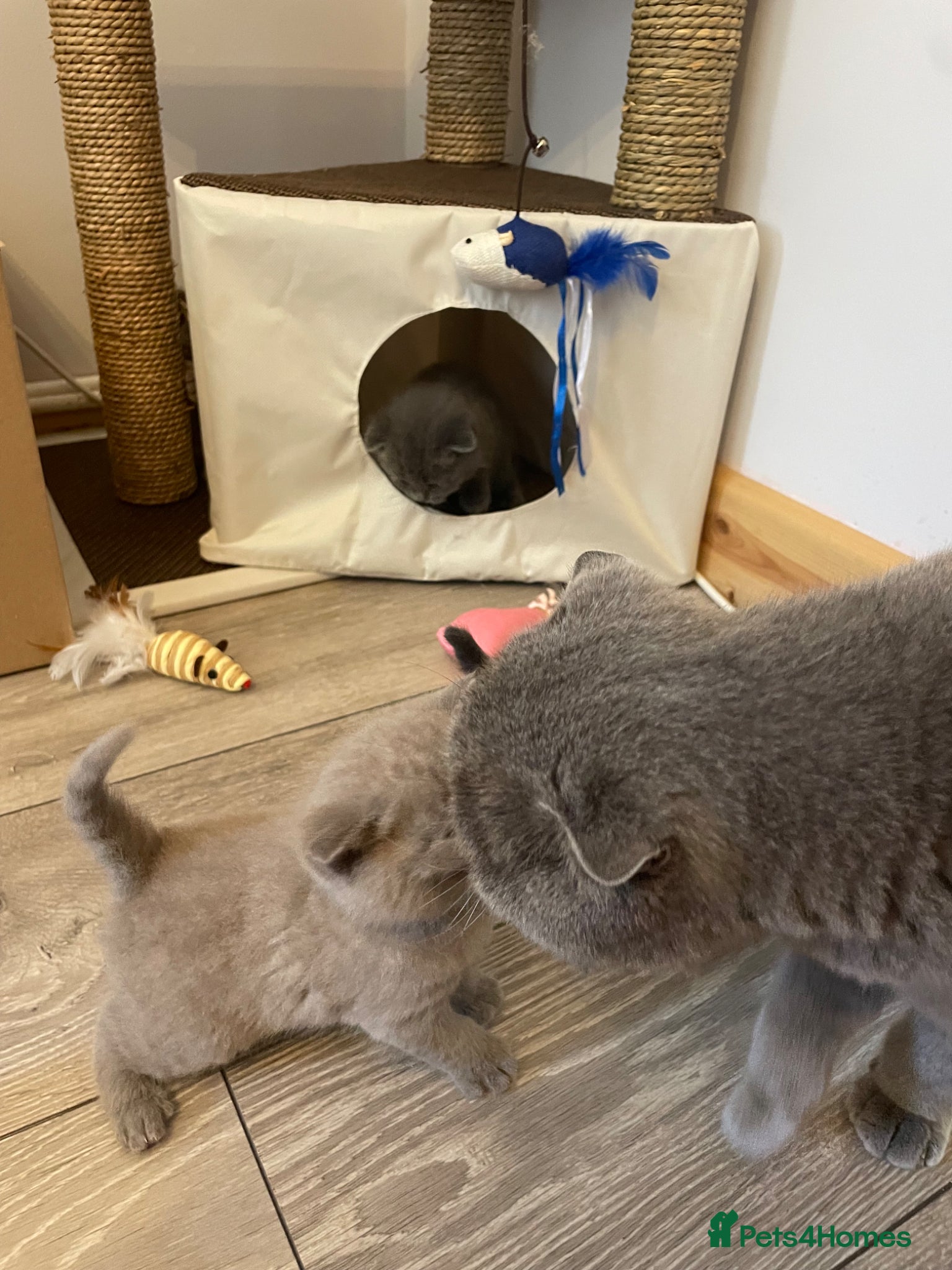 Scottish Fold cats Adorable Scottish Fold Kittens looking 🩶homes - Advert 13
