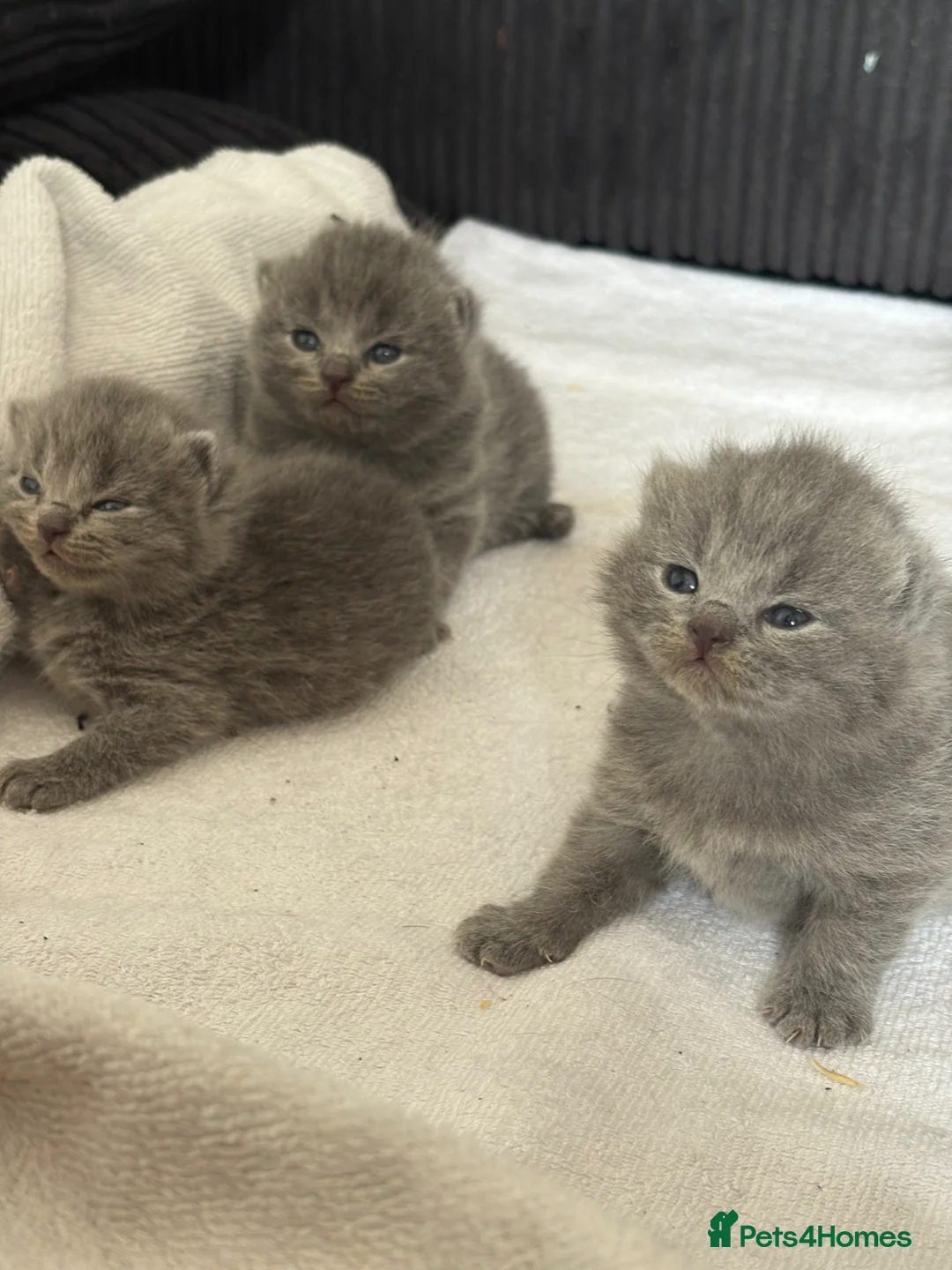 British Shorthair cats for sale: British shorthair kittens ready may!  in Coventry - Advert 7