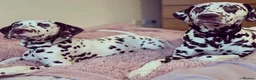 Dalmatian dogs for stud: Our Loveable Handsome Liver Dalmatian Marshall - Advert 13