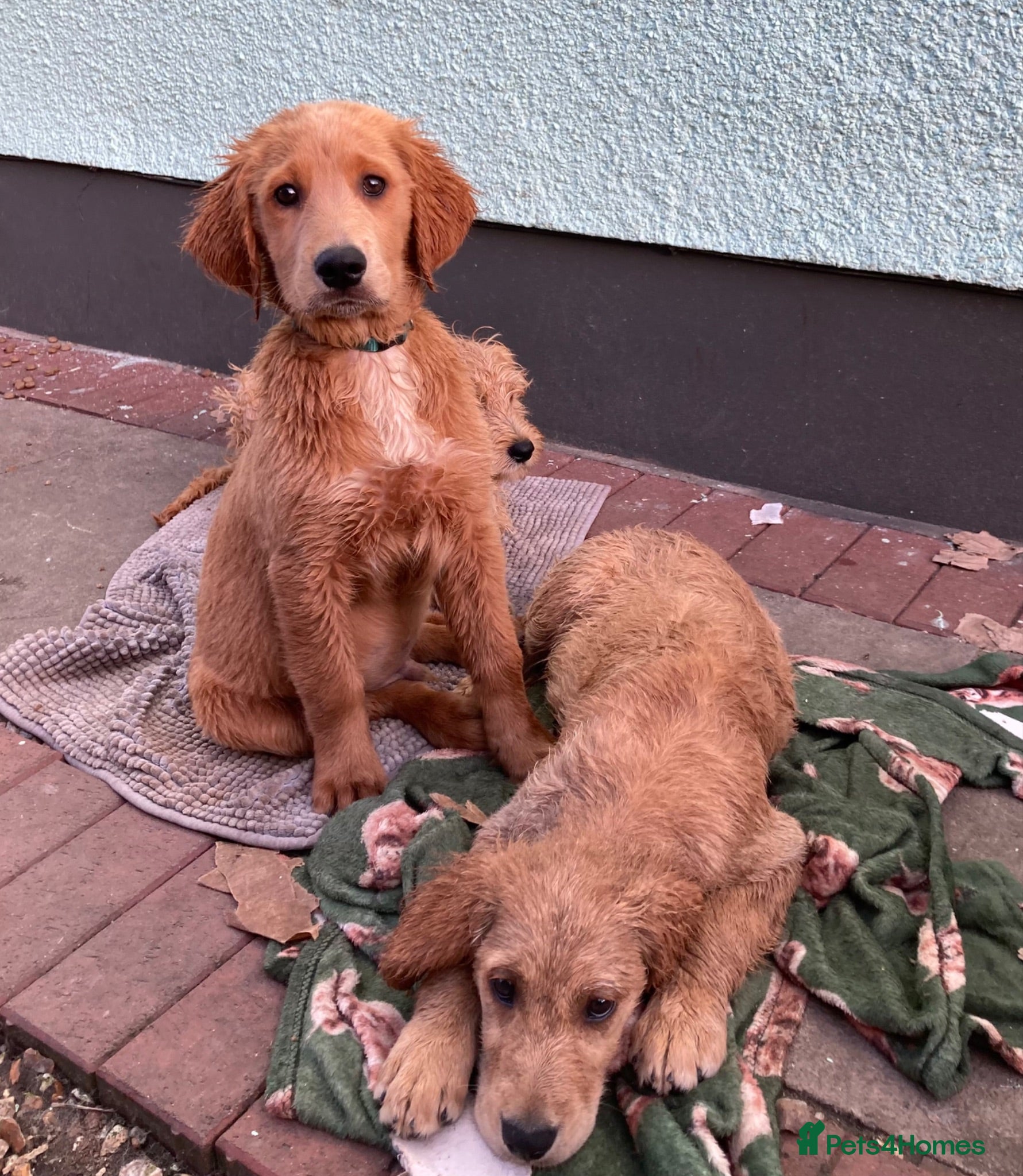 Goldendoodle dogs Goldendoodle pups Born 25 March 2026 - Advert 1