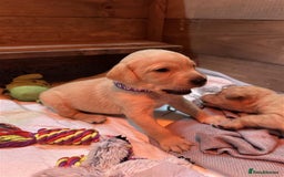 Labrador Retriever dogs for sale: Labrador Puppies Looking for Their Forever Homes!  - Image 21