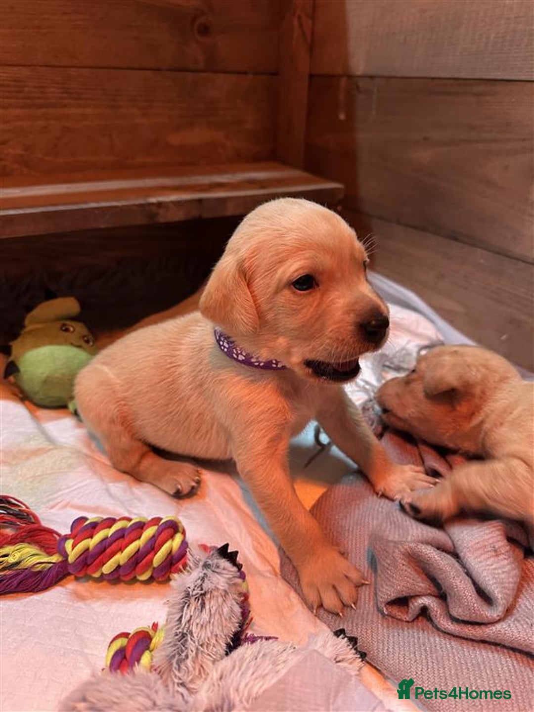 Labrador Retriever dogs for sale: Labrador Puppies Looking for Their Forever Homes!  - Image 21