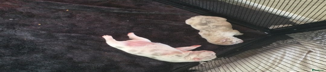 French Bulldog Puppy 2 £1400