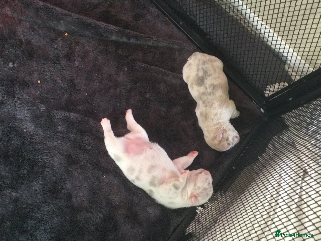 French Bulldog dogs for sale: French bulldog pups - Advert 3
