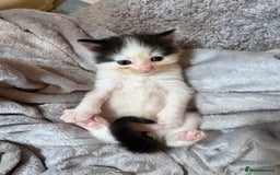 Mixed Breed cats for sale: White and black kittens - Image 2