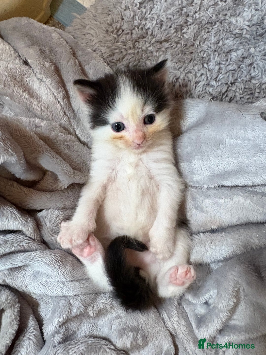 Mixed Breed cats for sale: White and black kittens - Image 2
