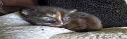 Mixed Breed cats for sale:  Beautiful Kittens Looking for Loving Homes - Advert 4