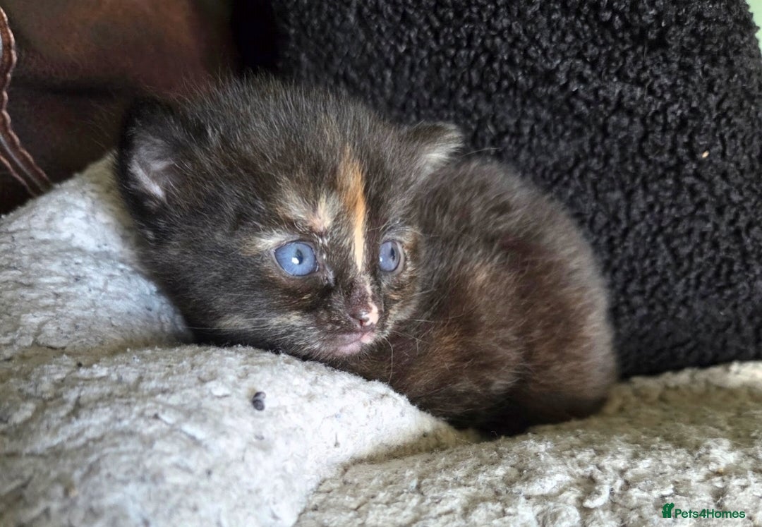 Mixed Breed cats for sale:  Beautiful Kittens Looking for Loving Homes - Advert 4