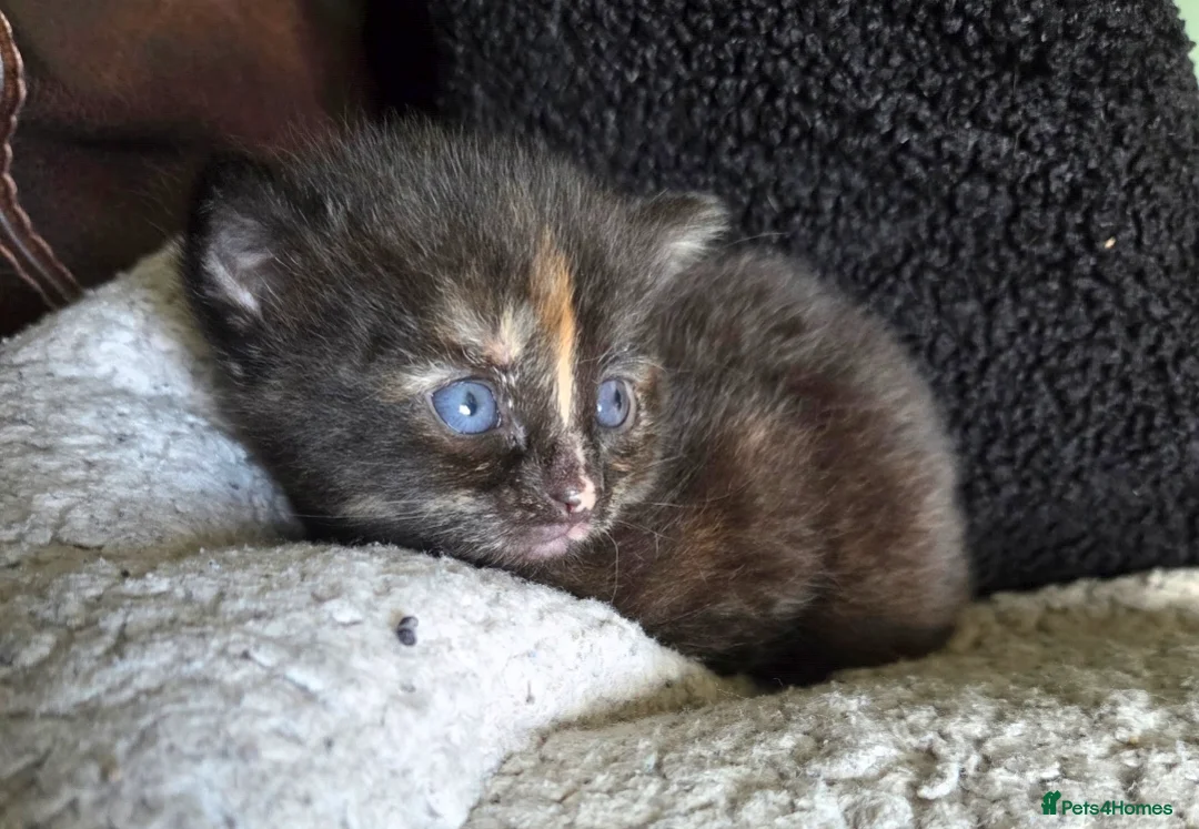 Mixed Breed cats for sale:  Beautiful Kittens Looking for Loving Homes - Advert 4