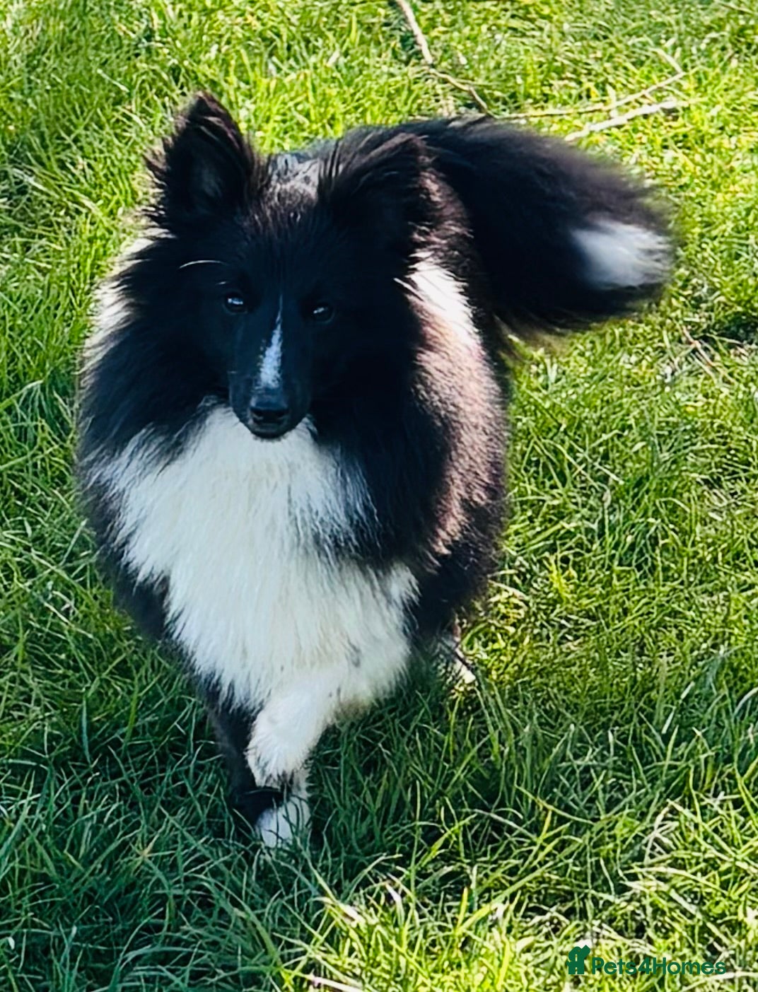 Shetland Sheepdog dogs Absolutely beautiful black bi girl  - Advert 1