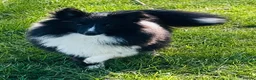 Shetland Sheepdog dogs for sale: Absolutely beautiful black bi girl  - Advert 9