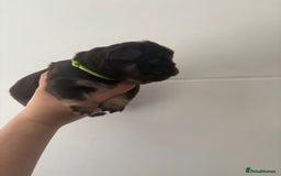 French Bulldog dogs for sale: Visual fluffy frenchies  - Image 6