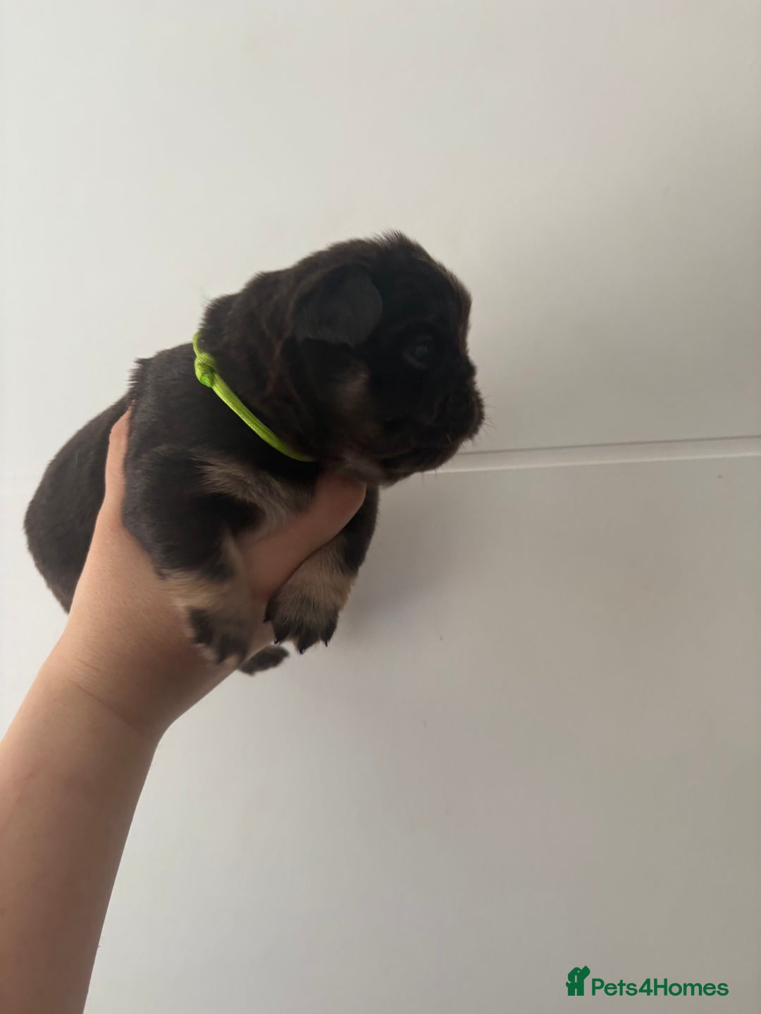 French Bulldog dogs for sale: Visual fluffy frenchies  - Image 6