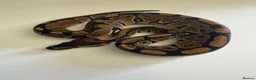 Python Snake reptiles for sale: Hatchling ball pythons  in Nottingham - Advert 3