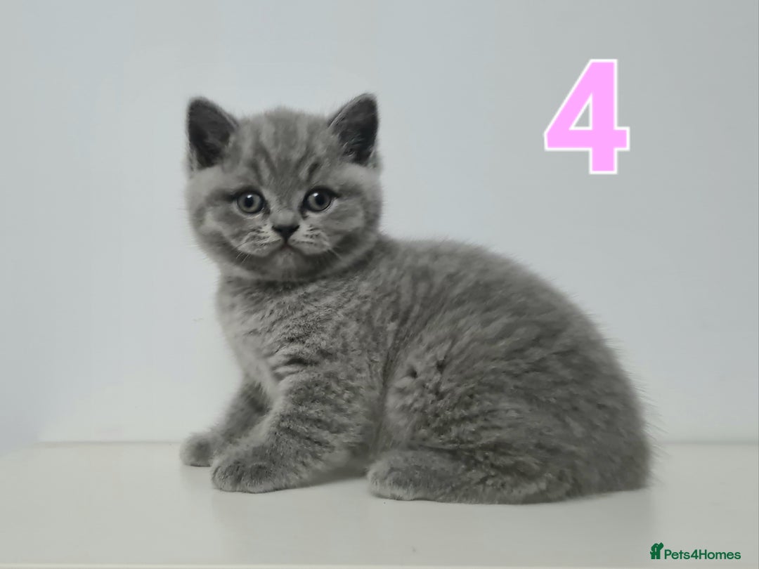 British Shorthair cats for sale: 4x British Short-hair kittens - Image 5