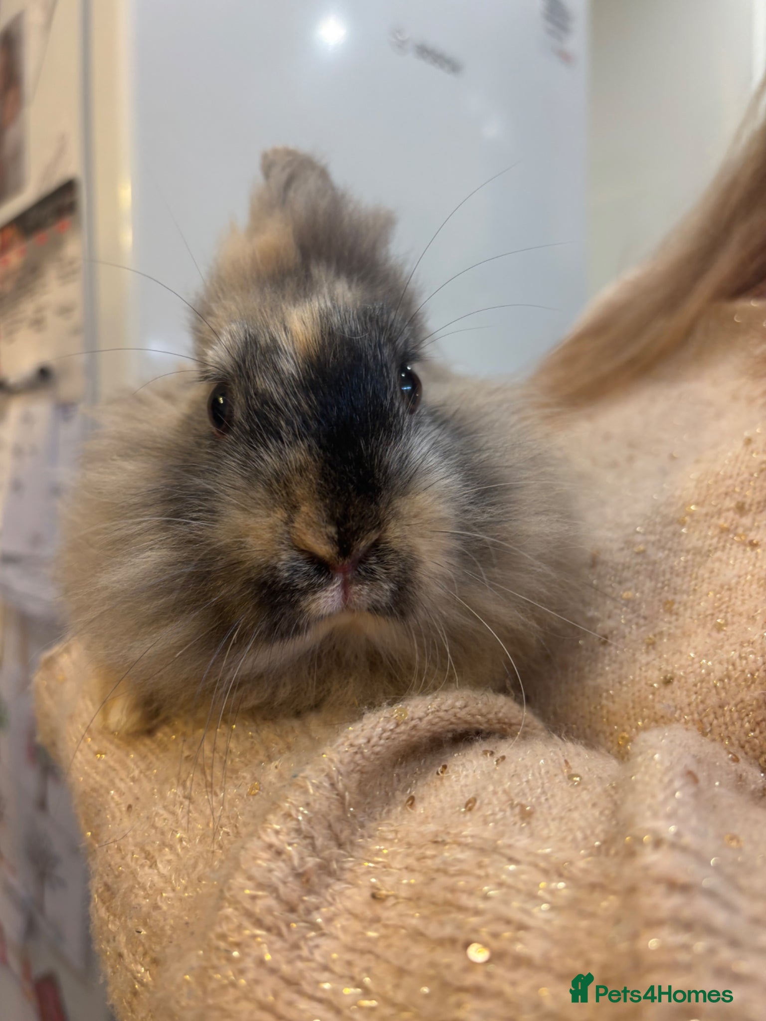 Mini Lop rabbits Pair of Female bunnys - Advert 15