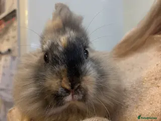 Mini Lop rabbits Pair of Female bunnys - Advert 15