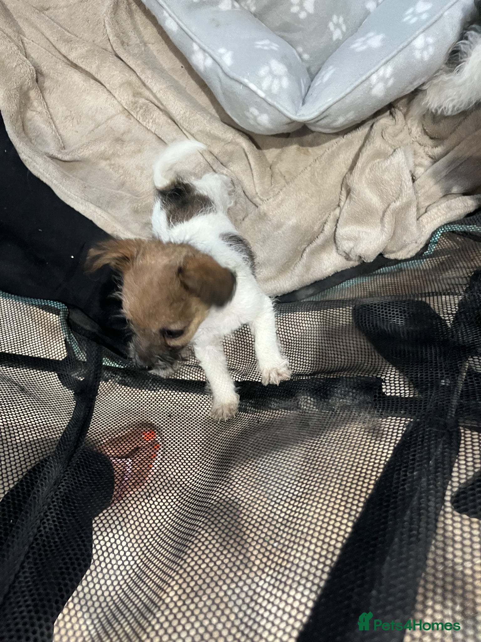 Jack Russell dogs for sale: Gorgeous tiny Jack Russell‘s in High Wycombe - Advert 23