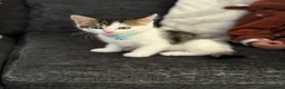 Mixed Breed cats for sale: 3 Gorgeous Kittens Looking for Their Forever Homes - Advert 5
