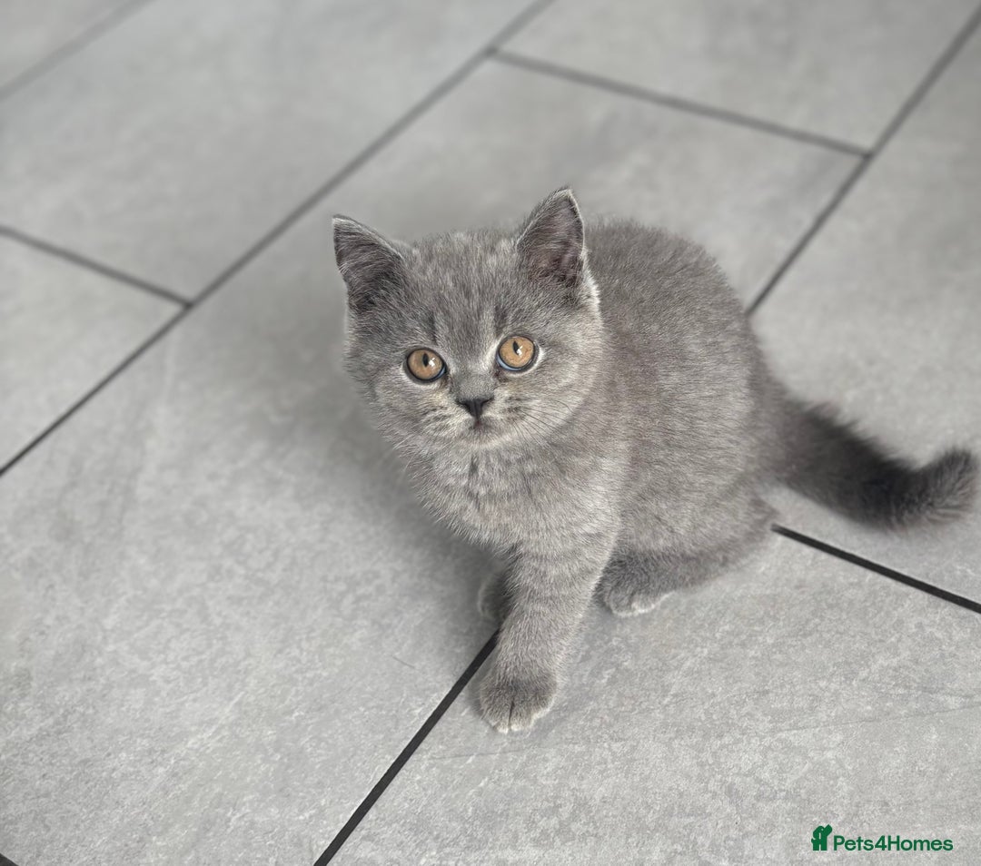British Shorthair cats for sale: Stunning British Shorthair kittens - Image 3
