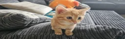 British Shorthair cats for sale: Rare Gem of a beautiful kitten - Advert 10