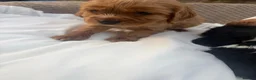 Cocker Spaniel dogs for sale: Show cocker spaniel puppies  - Advert 6