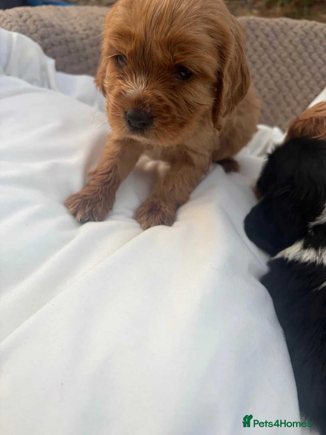 Cocker Spaniel dogs for sale: Show cocker spaniel puppies  - Advert 6