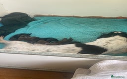 Sprocker dogs for sale: Gorgeous F1 health tested Sprockers  - Image 2