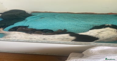 Sprocker dogs - Advert 11