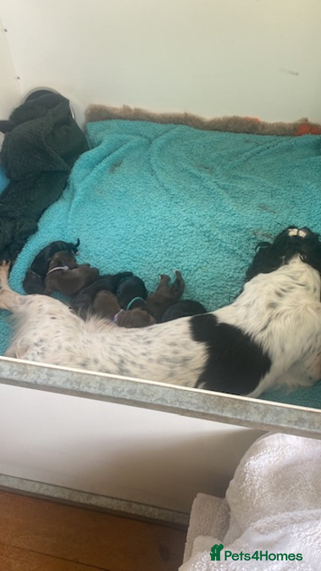 Sprocker dogs for sale: Gorgeous F1 health tested Sprockers  - Image 2