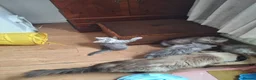 Persian cats for sale: Persian chinchilla  - Advert 9