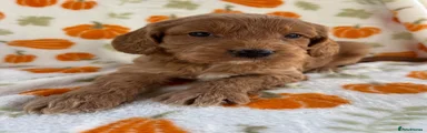 Cockapoo 2