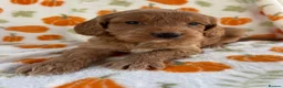 Cockapoo dogs for sale: Beautiful cockapoo puppys - Advert 15