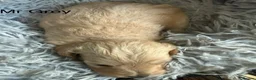 Maltipoo dogs for sale: Stunning health tested Toy Maltipoo  - Advert 14