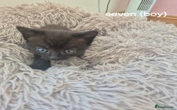 Domestic Shorthair cats for sale: Black and Tabby kittens - Image 4