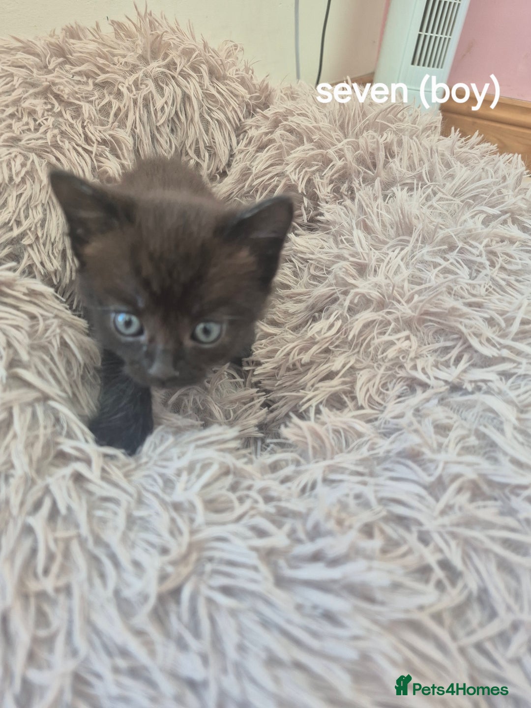 Domestic Shorthair cats for sale: Black and Tabby kittens - Image 4