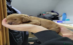 Cocker Spaniel dogs for sale: Beautiful cocker Spaniel ginger boy left - Image 3