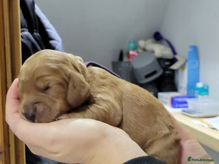 Cocker Spaniel dogs - Advert 2