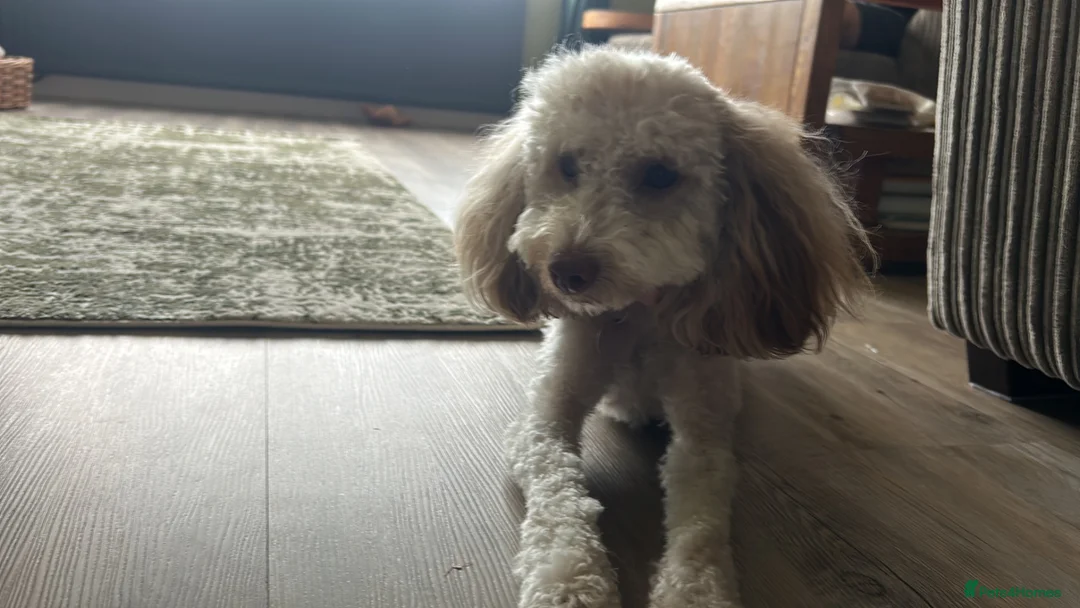 Cockapoo dogs for sale: Rehoming of 1 year old cockapoo in St. Ives - Advert 4