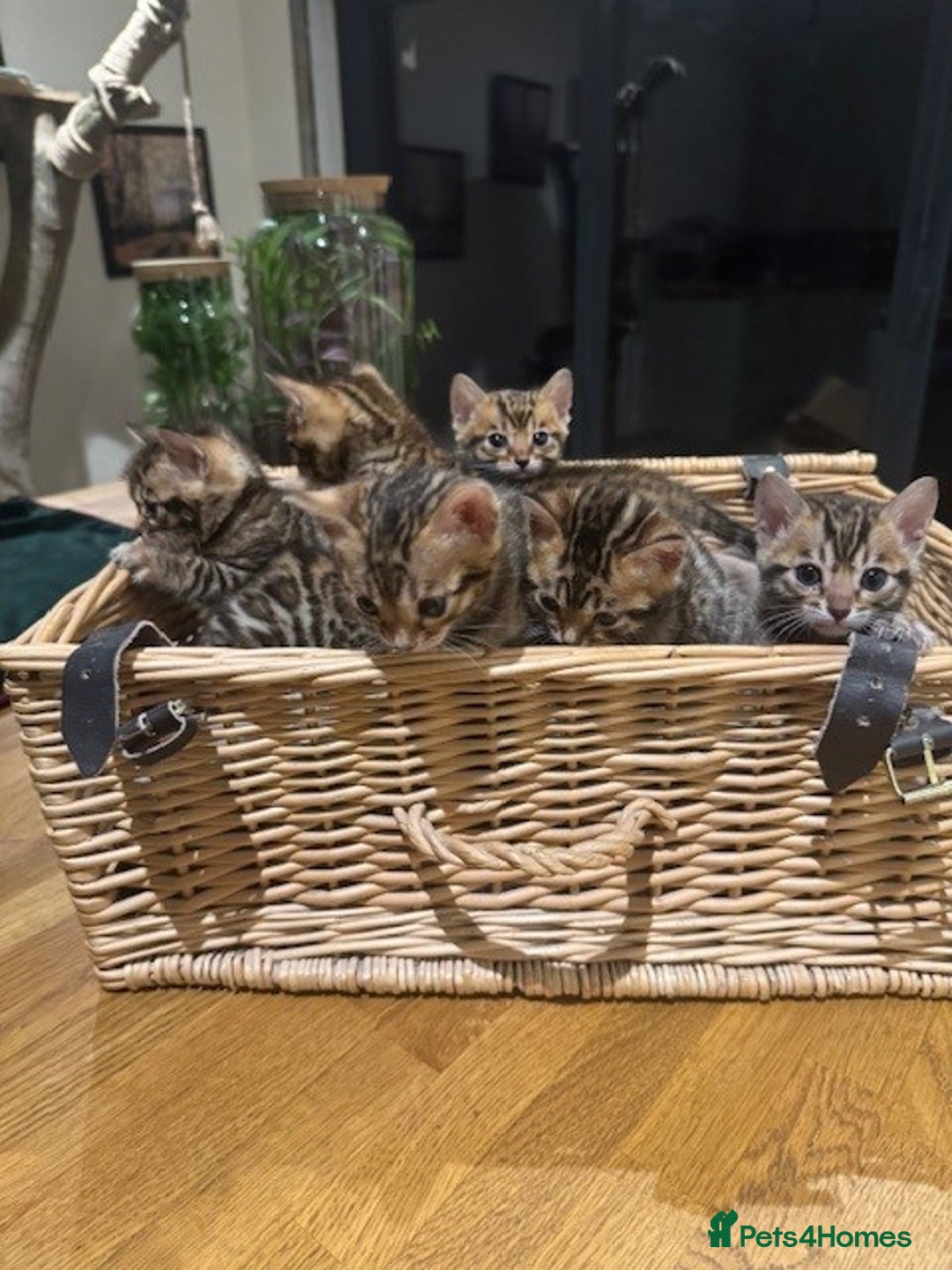 Bengal cats for sale: Beautiful bengal kittens - Image 7