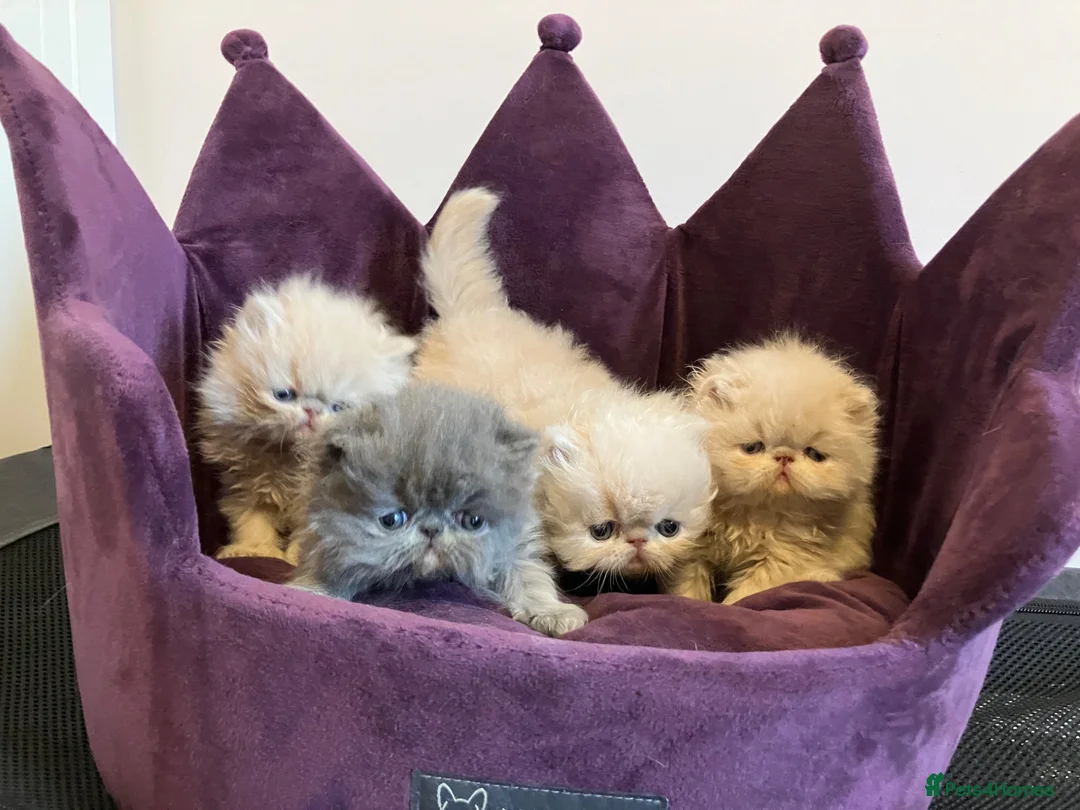 Persian cats for sale: Noushafarin GCCF hobby breeder - Advert 1